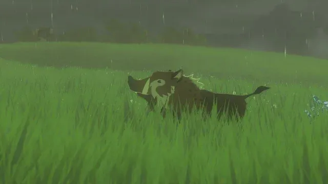 11 Woodland Boar.jpg