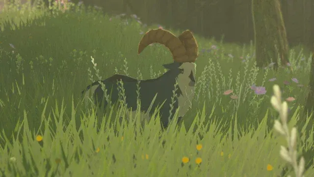 13 Mountain Goat.jpg