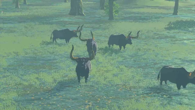 17 Water Buffalo.jpg