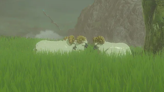19 Highland Sheep.jpg