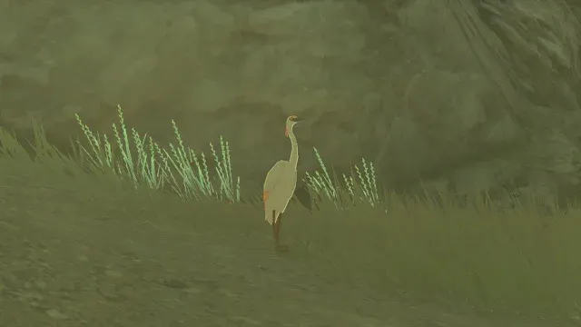 46 Pink Heron.jpg