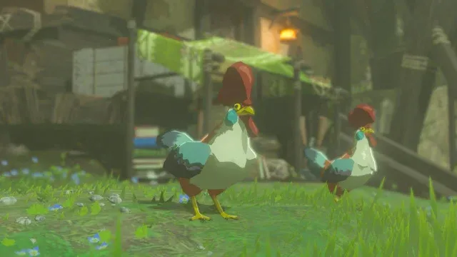 52 Cucco.jpg