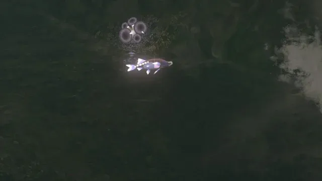 65 Glowing Cave Fish.jpg