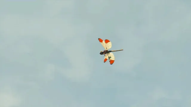 78 Warm Darner.jpg